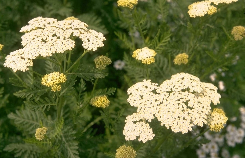 Duizendblad - Achillea grandifolia