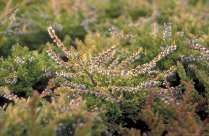 Struikhei - Calluna vulgaris 'Boskoop'