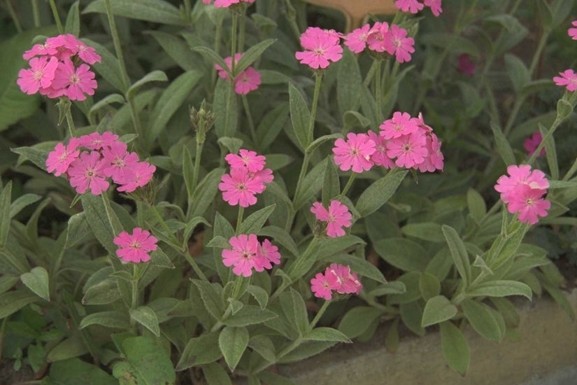 Jupiterbloem - Lychnis flos-jovis