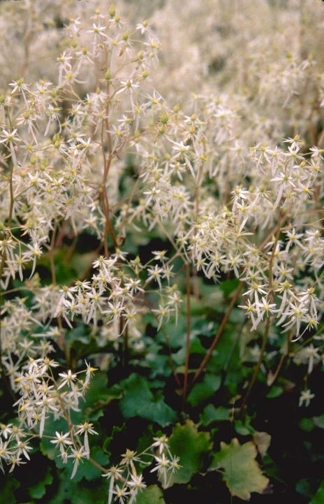 Saxifraga cortusifolia var. fortunei