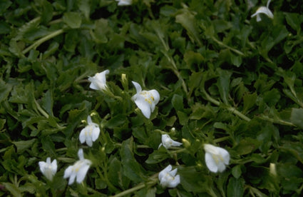 Mazus reptans 'Albus'