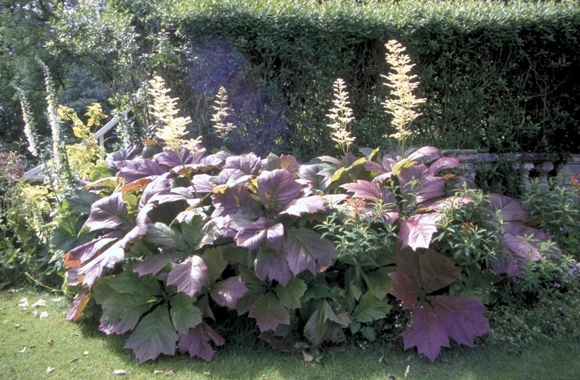 Schout-bij-nacht - Rodgersia podophylla 'Braunlaub'