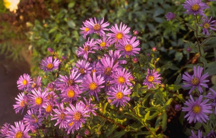 Zomeraster - Aster Amellus 'Blue King'