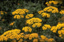 Duizendblad - Achillea 'Terracotta'