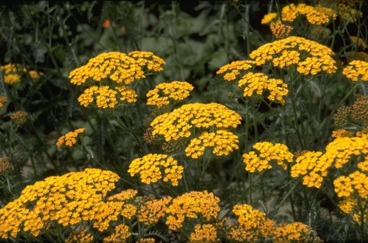 Vaste planten borderpakket geel