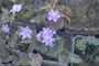 Leverbloempje - Hepatica nobilis