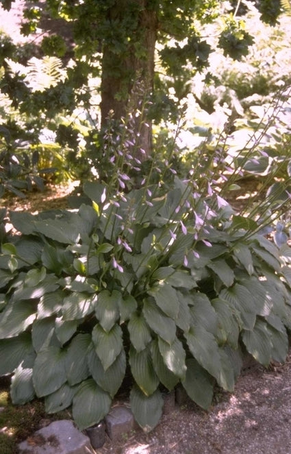 Hartlelie - Hosta 'Undulata Erromena'