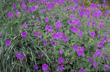 Ooievaarsbek - Geranium kishtvariense