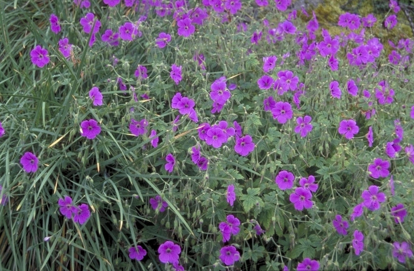 Ooievaarsbek - Geranium kishtvariense