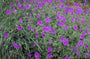 Ooievaarsbek - Geranium kishtvariense