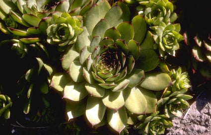 Sempervivum 'Birchmeier'