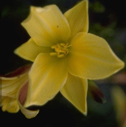 Hemerocallis 'Lemon Bells'