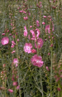 Griekse malva - Sidalcea 'Rosy Gem'