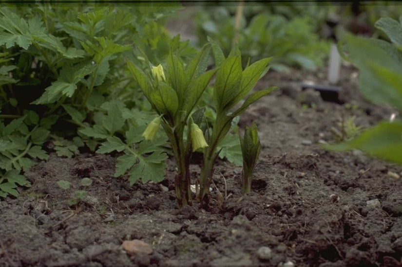 Scopolia carniolica var. hladnikiana