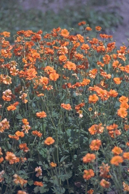 Nagelkruid - Geum chiloense 'Dolly North'