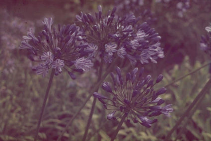 Afrikaanse lelie Agapanthus 'Blue Giant'