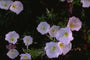 Teunisbloem - Oenothera speciosa 'Siskiyou'