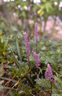 Leliegras - Liriope muscari 'Majestic'