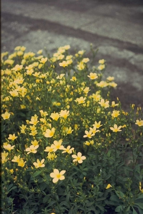 Linum flavum