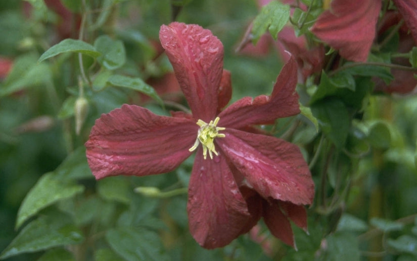 Clematis 'Madame Julia Correvon'