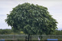 Trompetboom - Catalpa bignonioides 'Nana'