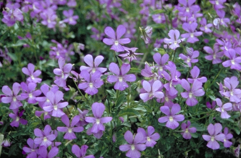 Viola 'Victoria Cawthorne'