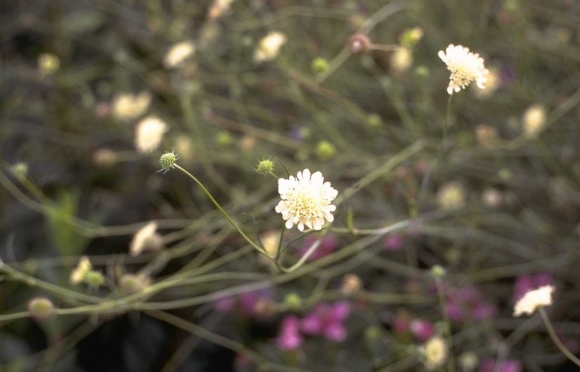 Duifkruid - Scabiosa ochroleuca