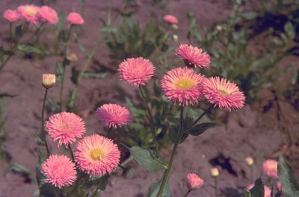 Fijnstraal - Erigeron 'Foersters Liebling'