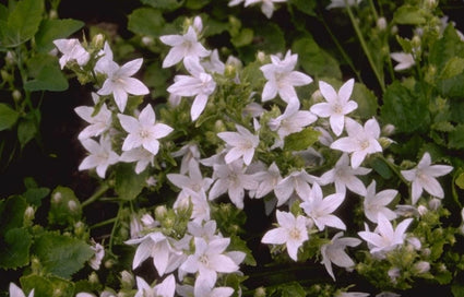 Klokjesbloem - Campanula poscharskyana 'E.H. Frost'