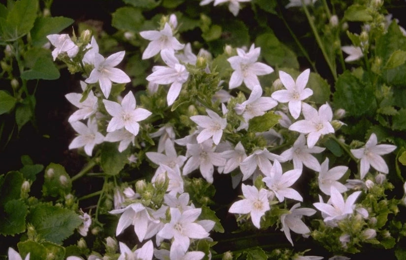 Klokjesbloem - Campanula poscharskyana 'E.H. Frost'