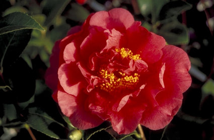 Camelia - Camellia japonica 'Kramer's Supreme'