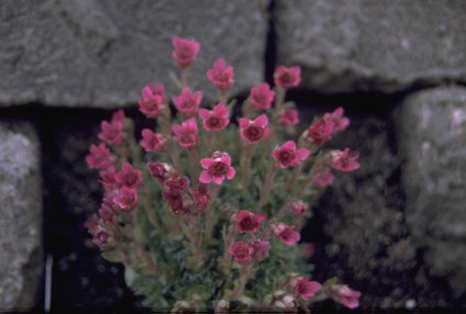 Saxifraga x anglica 'Grace Farwell'