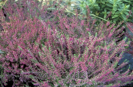 Knopbloeiende heide - Calluna vulgaris 'Marlies'