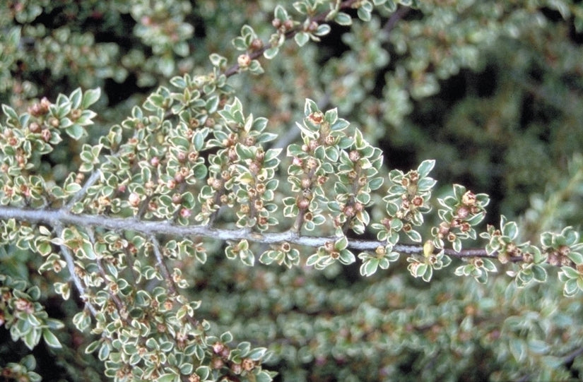 Dwergmispel - Cotoneaster atropurpureus 'Variegata'