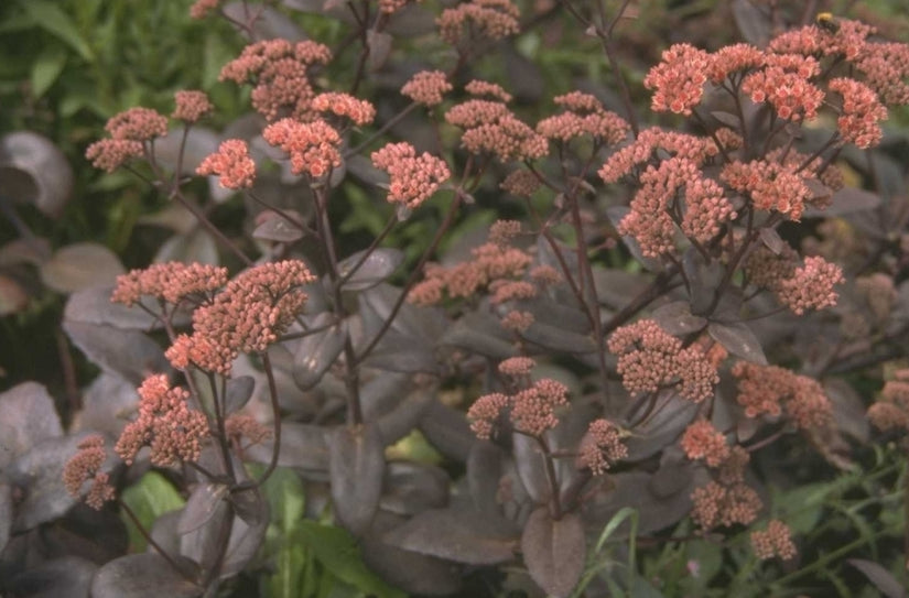 Vetkruid - Sedum 'Möhrchen'