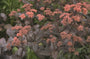 Vetkruid - Sedum 'Möhrchen'