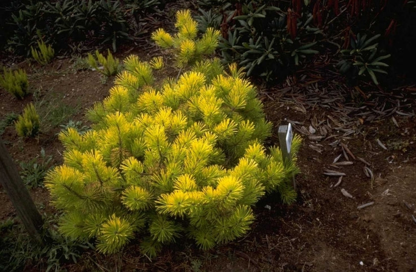 Pinus contorta 'Frisian Gold'