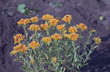 Sedum aizoon 'Aurantiacum'