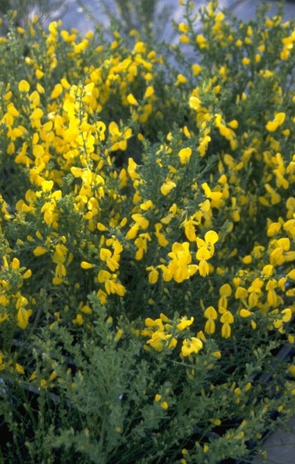 Brem - Cytisus x praecox 'Gold Speer'