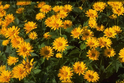 Zonneoog - Heliopsis helianthoides 'Patula'