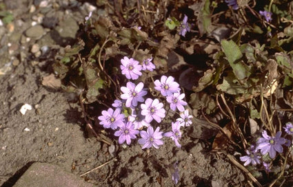 Leverbloempje - Hepatica transsylvanica 'Buis'