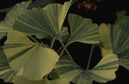 Japanse notenboom - Ginkgo biloba 'Variegata'