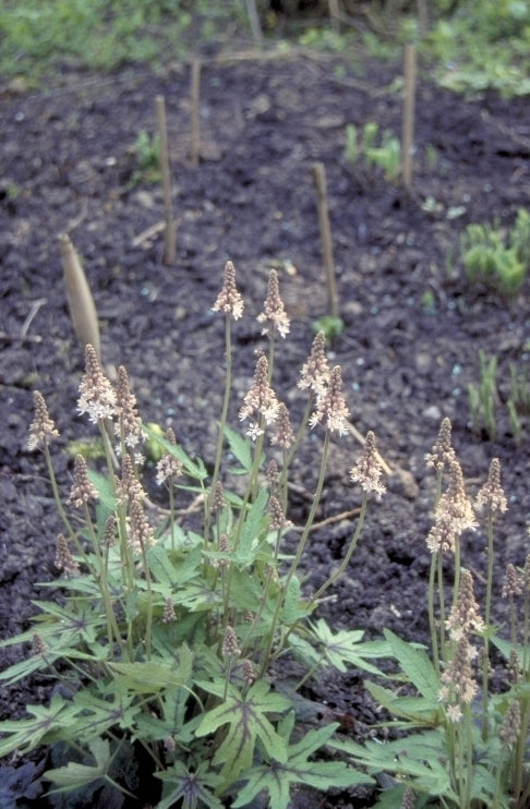 Schuimbloem - Tiarella 'Mint Chocolate'