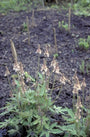 Schuimbloem - Tiarella 'Mint Chocolate'