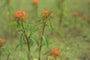 Stekelnootje - Acaena adscendens