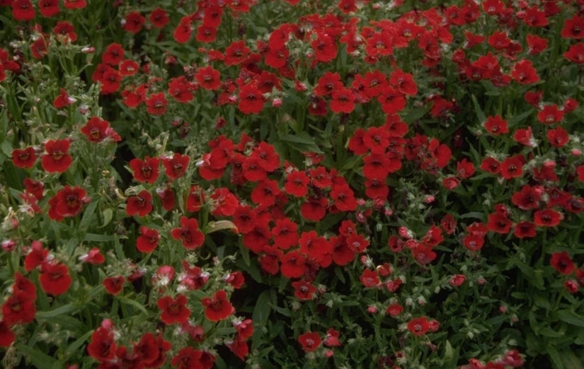 Nemesia - Nemesia strumosa 'Triumph Red'