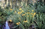 Montbretia - Crocosmia 'George Davidson'