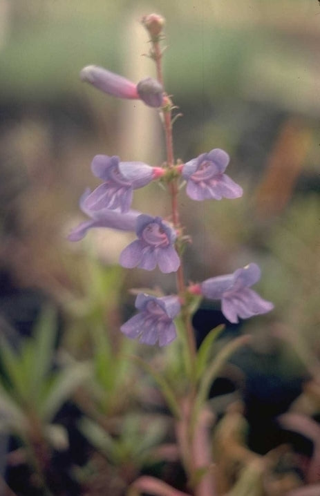 Penstemon 'Blue Spring'