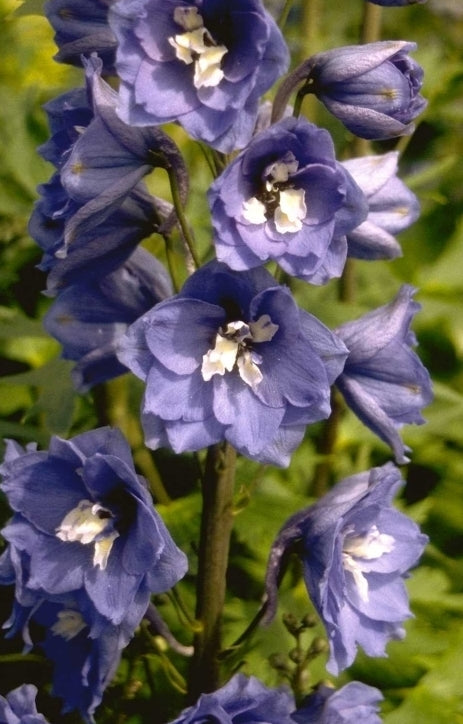 Ridderspoor - Delphinium 'Lord Butler'