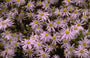 Aster Amellus